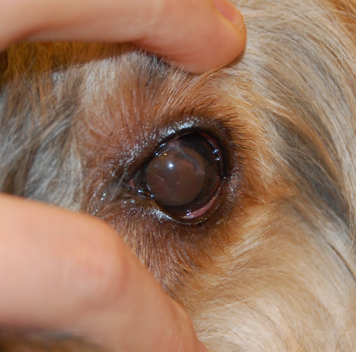 Травма глаза у питомца: причины и способы их лечения